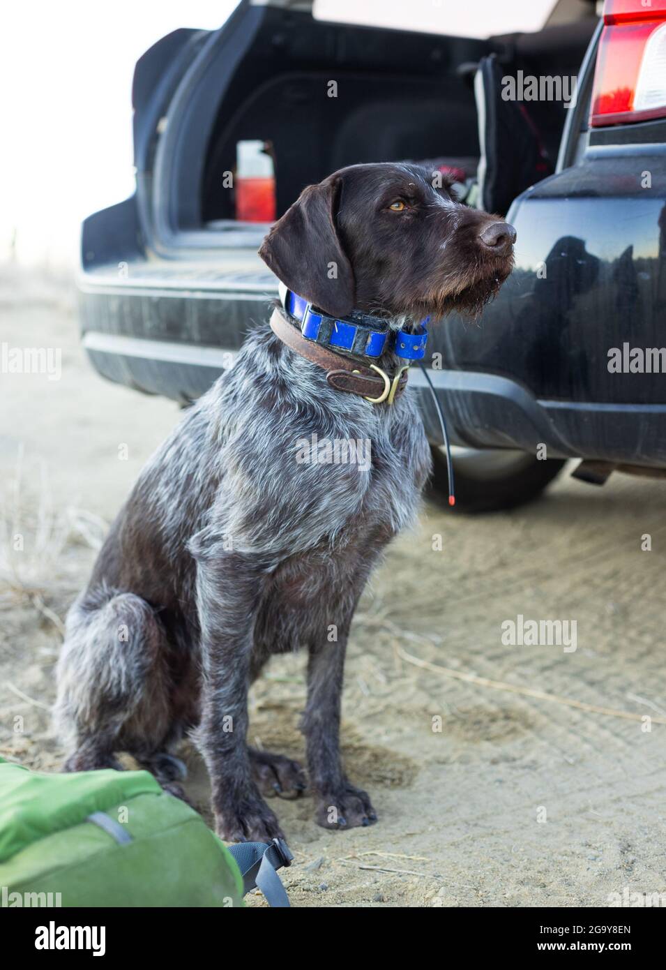 German wirehaired pointer dog sitting by a car, USA Stock Photo