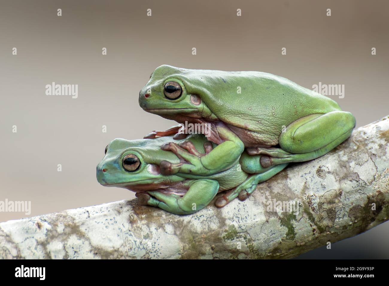 Two Australian green tree frogs on a branch, Indonesia Stock Photo