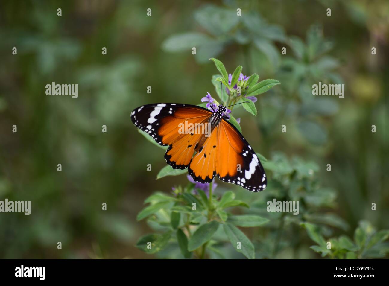 orange red Asian butterfly on pink flowers, plant flora nature in outdoor garden near home Baluchistan Pakistan Stock Photo