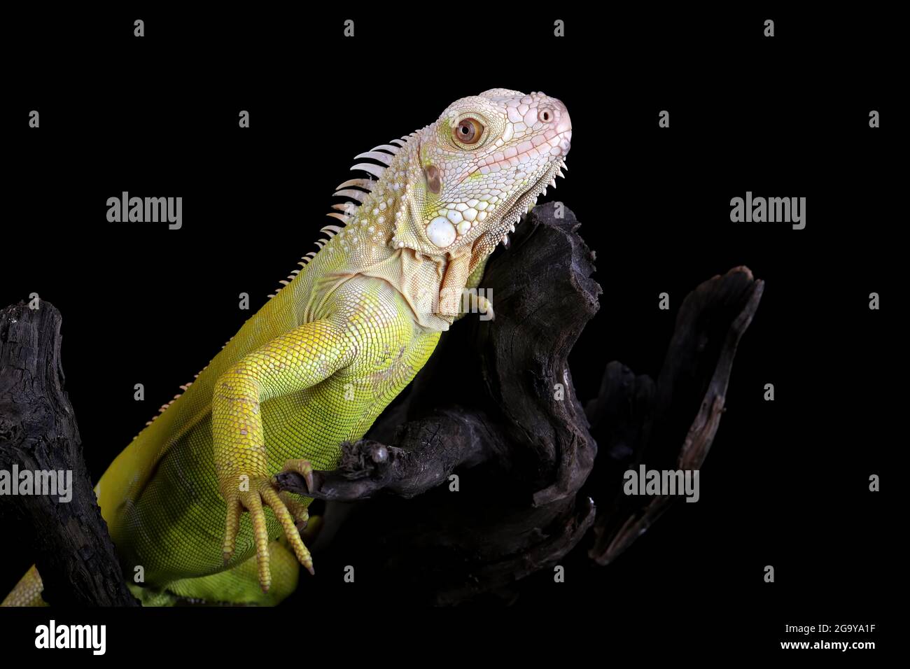 Close-up of an Albino iguana on a branch, Indonesia Stock Photo