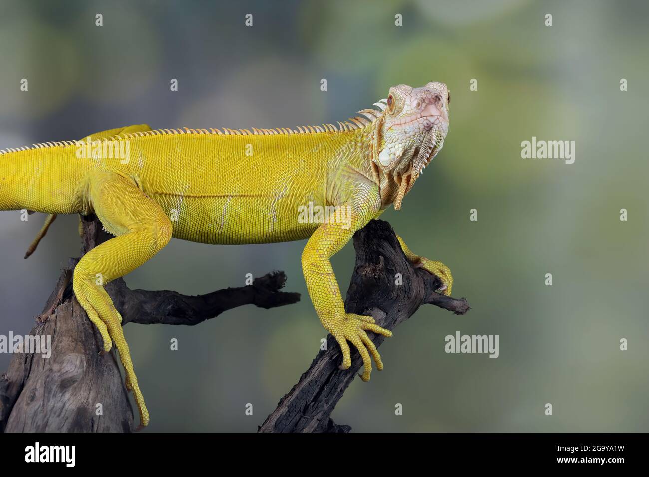 Close-up of an Albino iguana on a branch, Indonesia Stock Photo