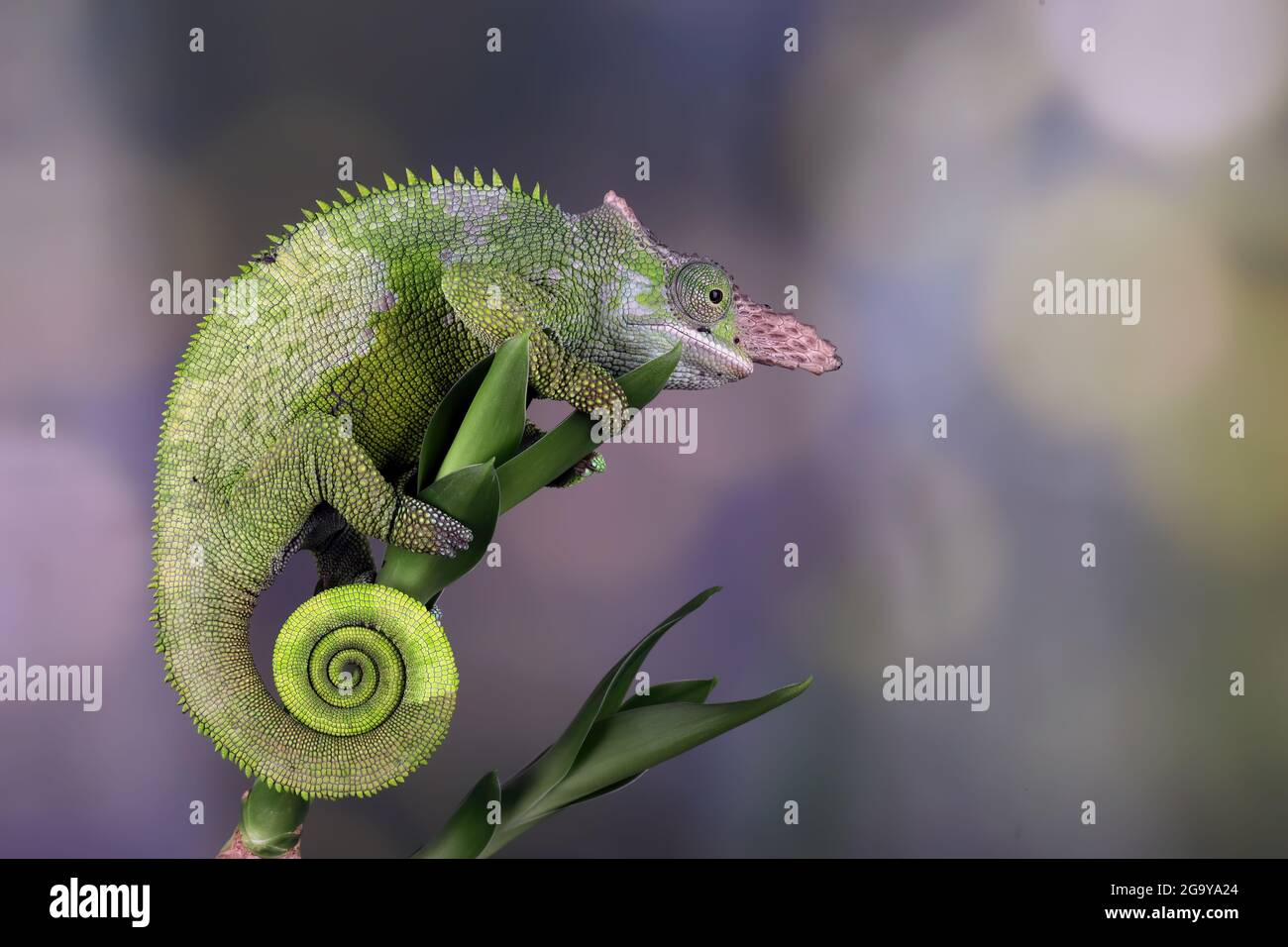 Close-up of a Fischer's Chameleon on a plant, Indonesia Stock Photo