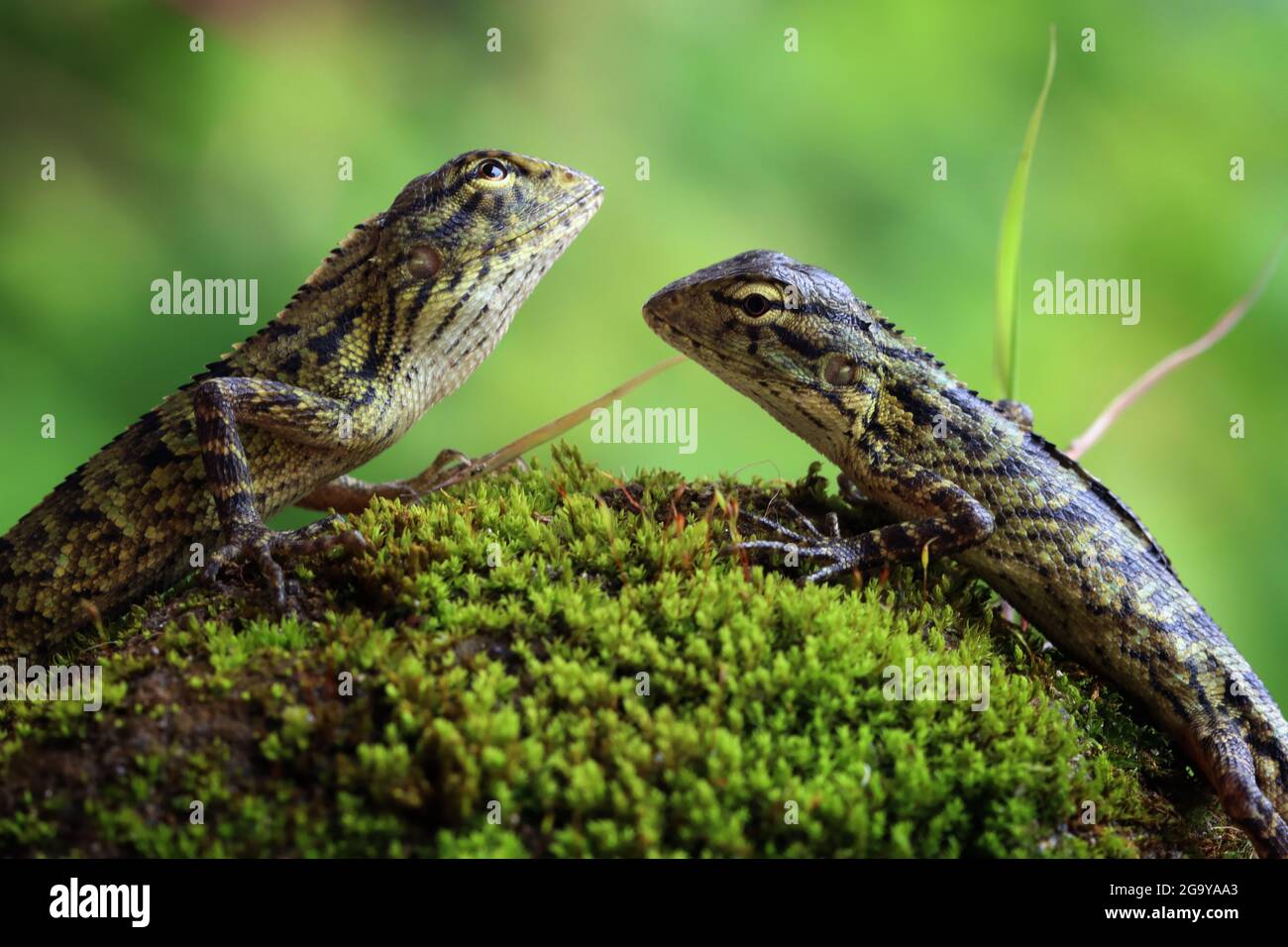 Two lizards on a mossy rock looking at each other, Indonesia Stock Photo