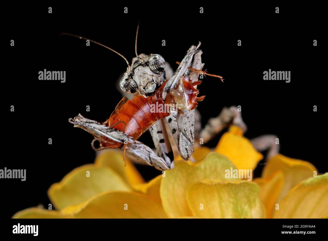 Close-Up of a Twig Mantis eating an insect on a flower, Indonesia Stock Photo