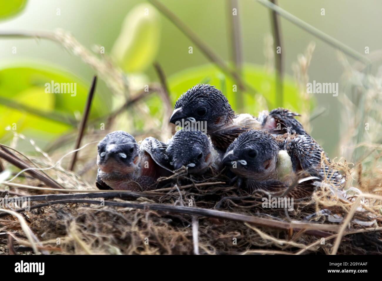 Close-up of swallow chicks in a nest, Indonesia Stock Photo