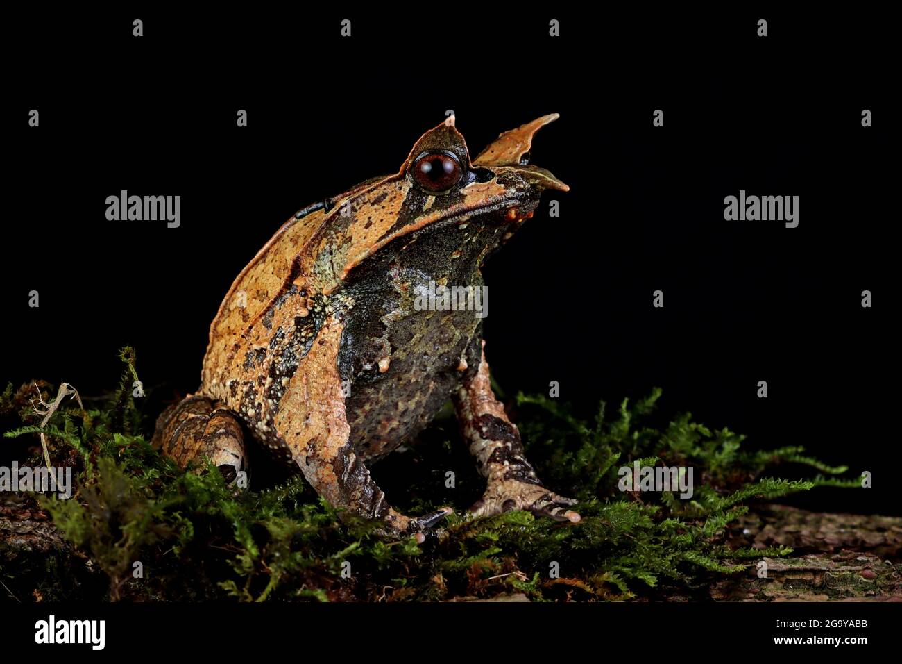 Malayan horned frog on a mossy rock, Indonesia Stock Photo