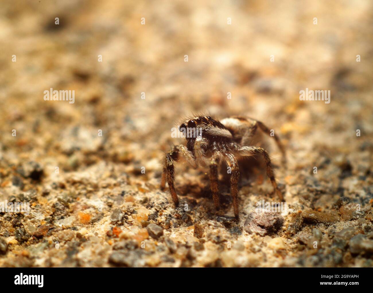 Zebra Jumping Spider Stock Photo
