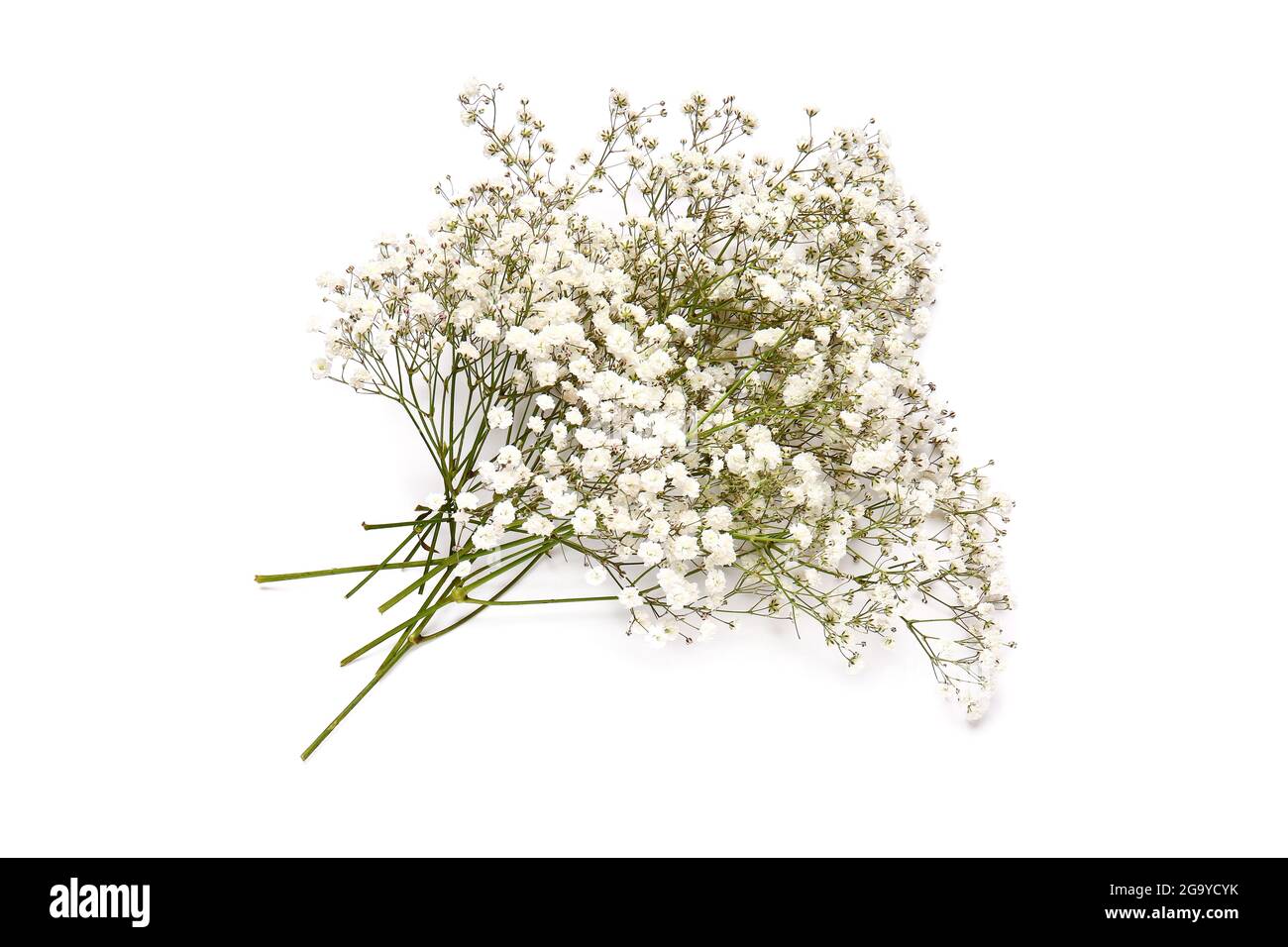 Beautiful gypsophila flowers on white background Stock Photo - Alamy