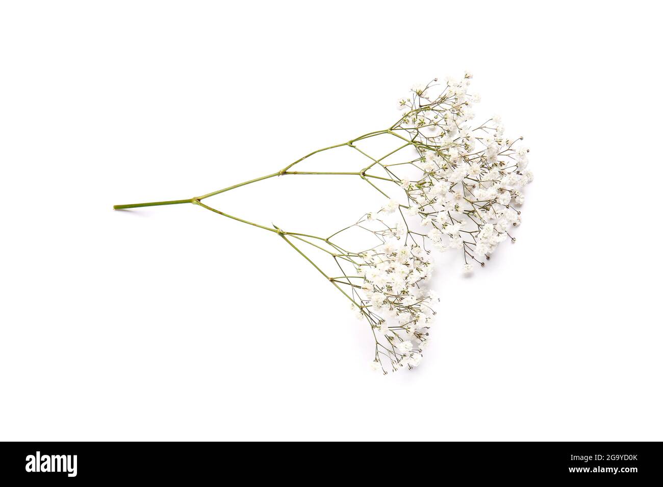 Beautiful gypsophila flowers on white background Stock Photo - Alamy