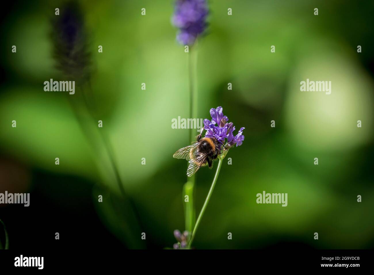 A bumble bee feeds on a lavender flower. Stock Photo