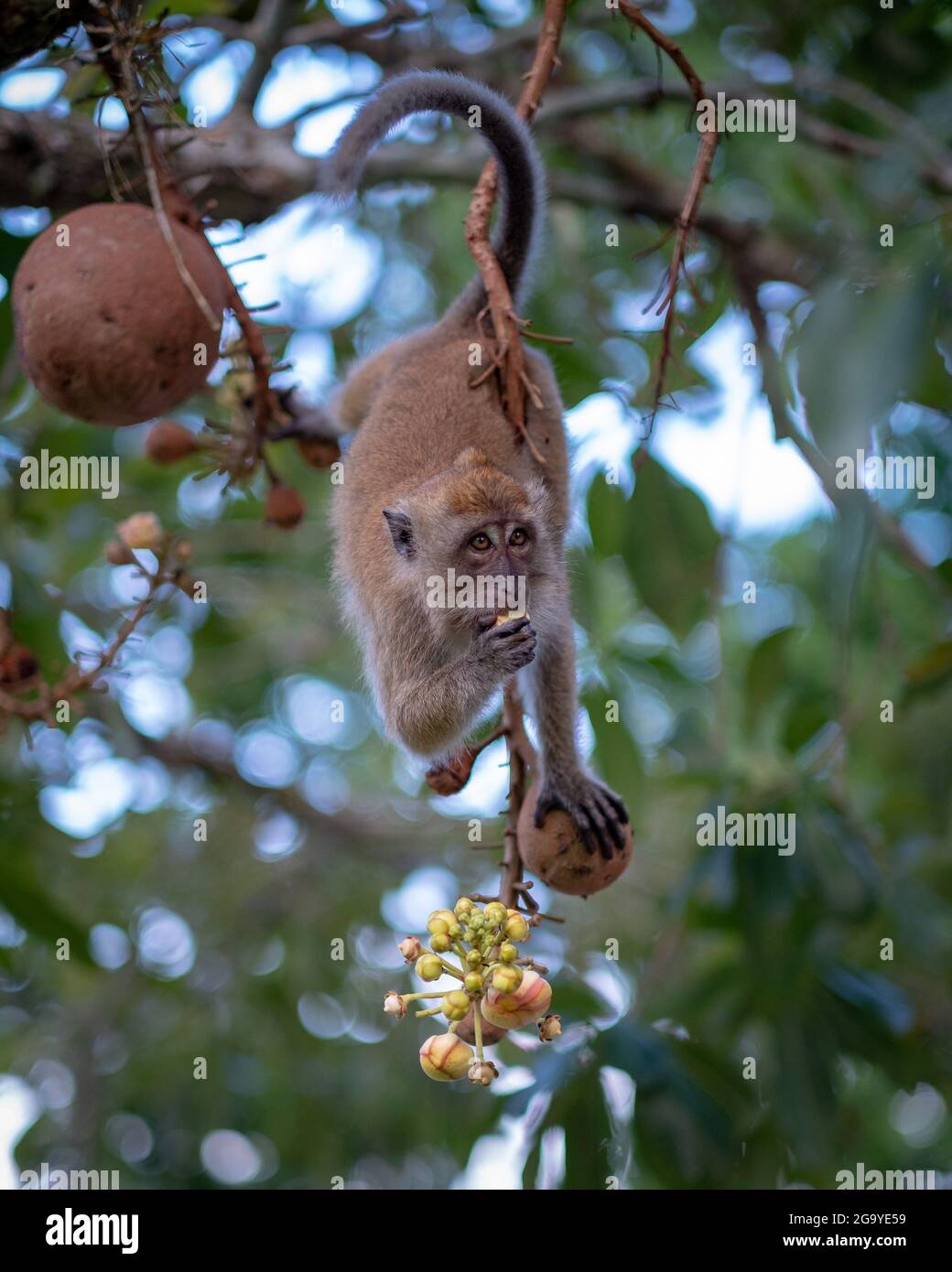 Monkey on a cannonball tree eating berries, Malaysia Stock Photo