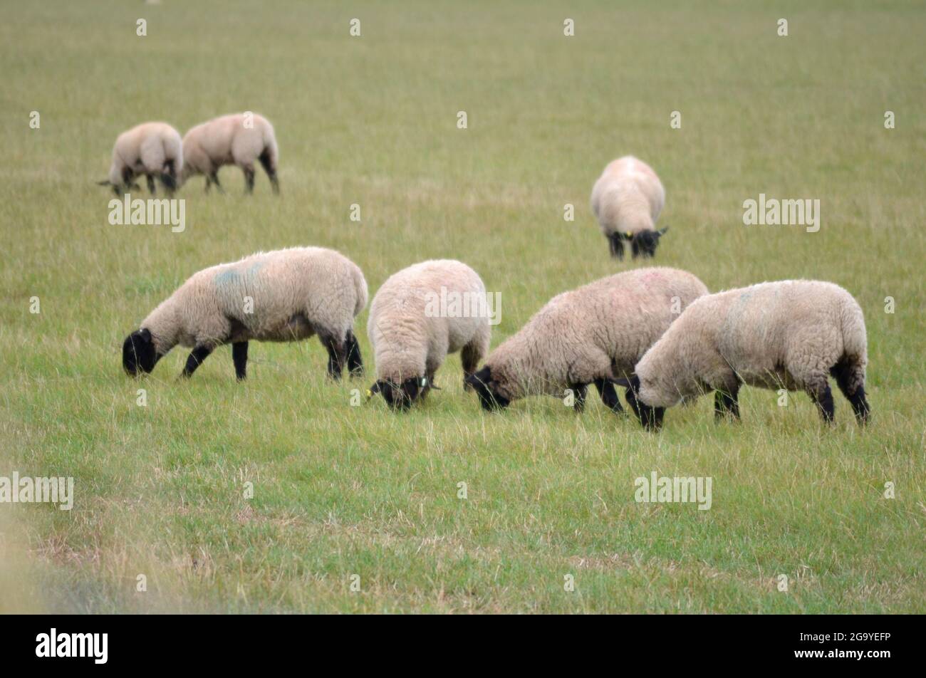 Flock of sheep grazing in a field, Hampshire, England, UK Stock Photo