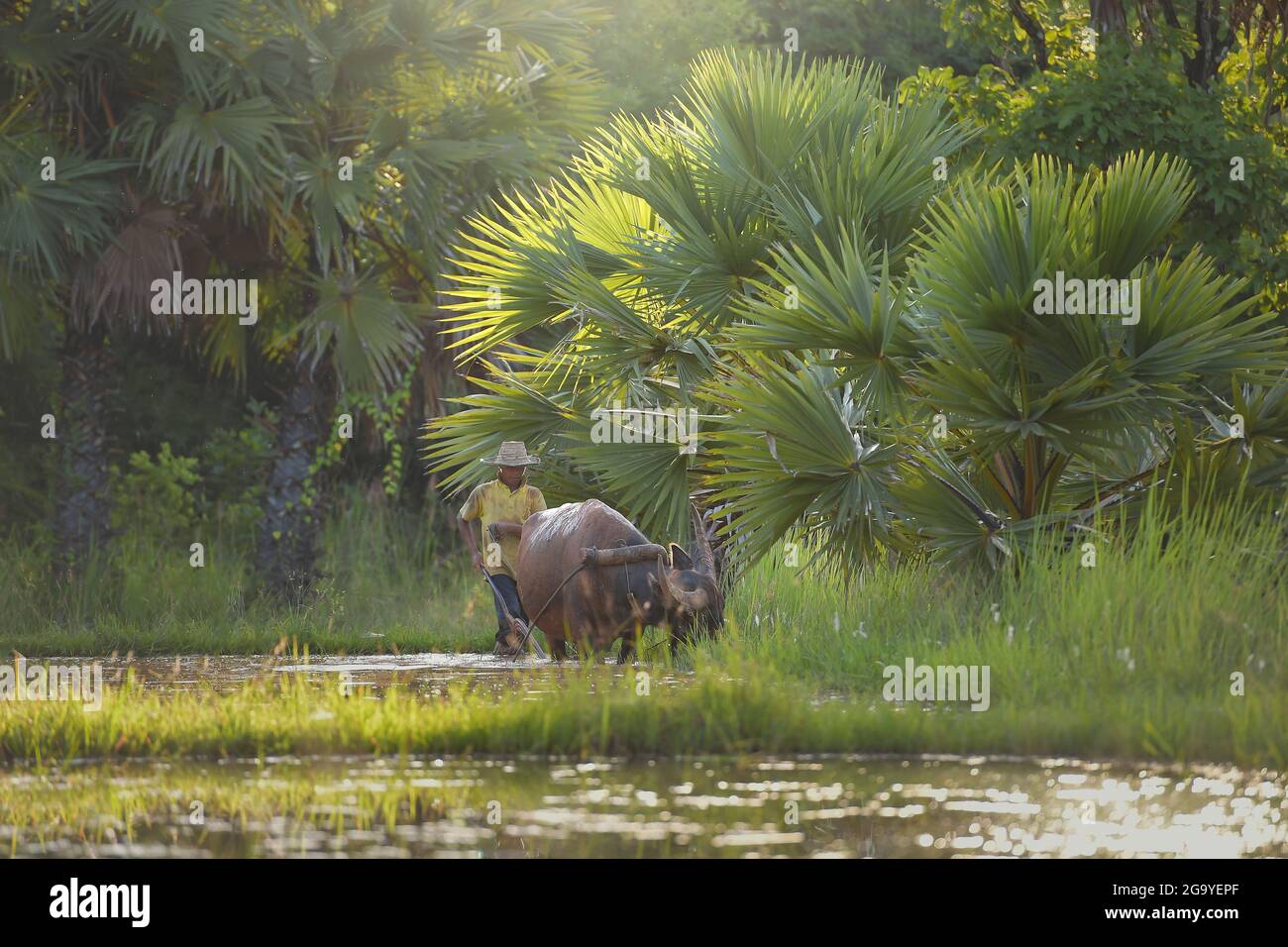 Farmer and his buffalo ploughing a paddy field, Thailand Stock Photo
