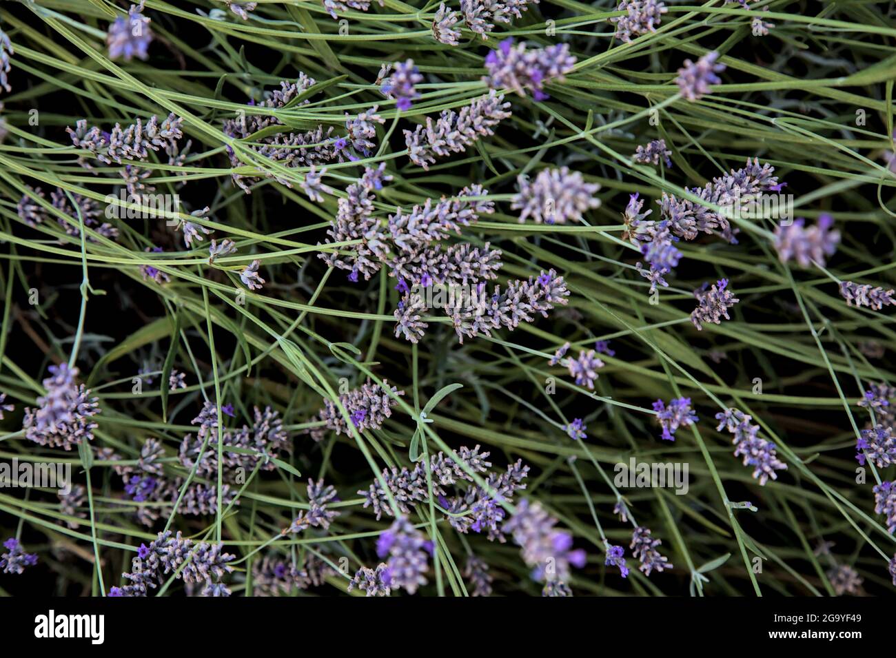Lavender bush seen up close Stock Photo