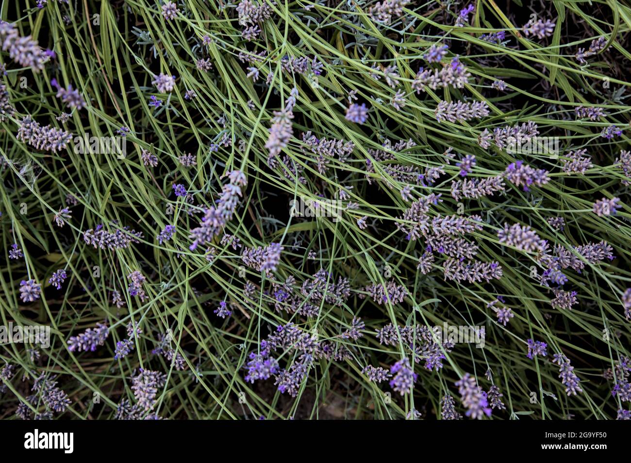Lavender bush seen up close Stock Photo