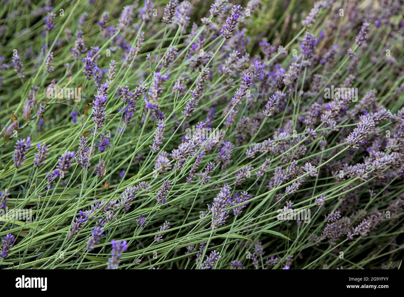 Lavender bush seen up close Stock Photo