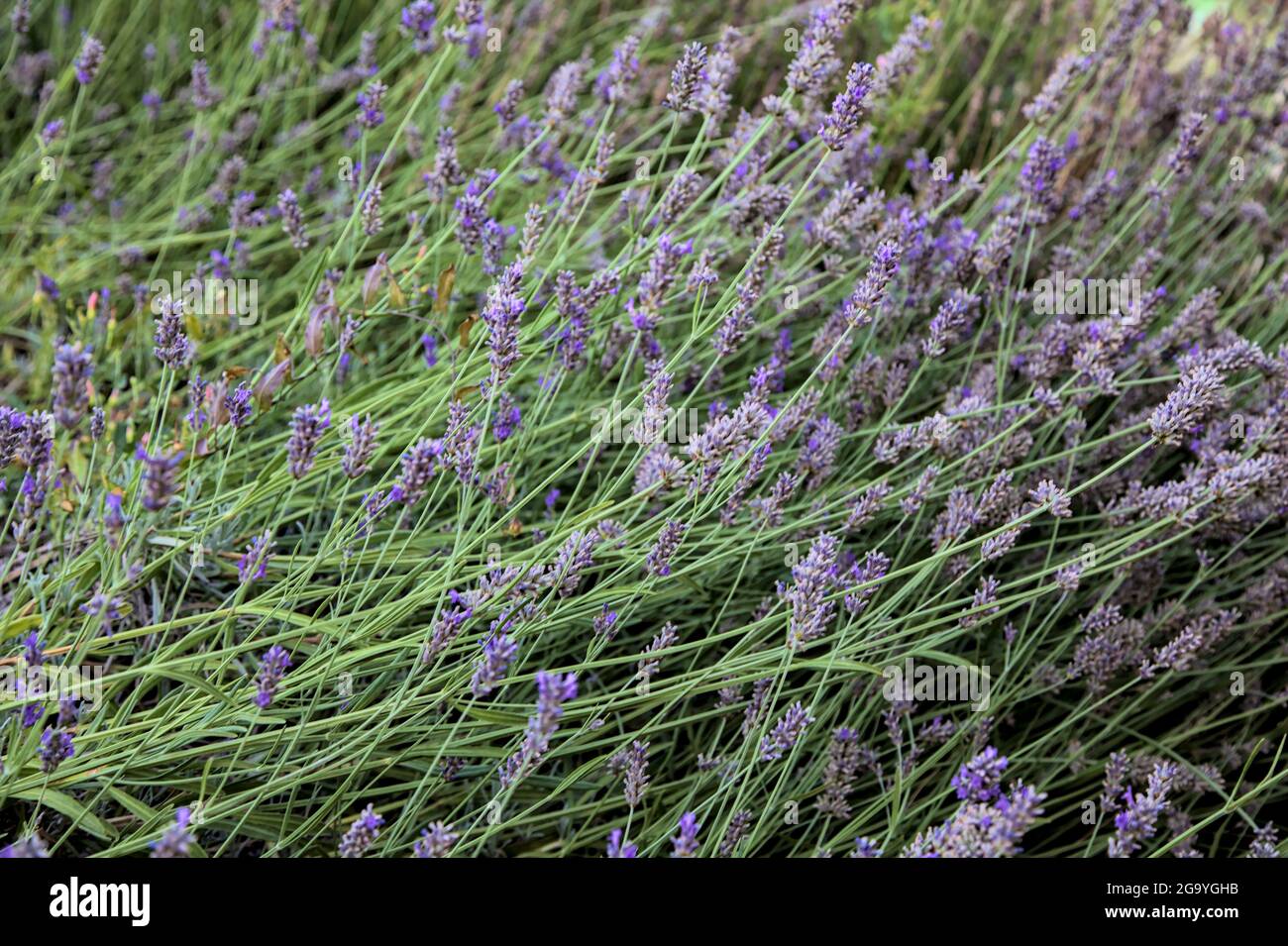 Lavender bush seen up close Stock Photo Alamy