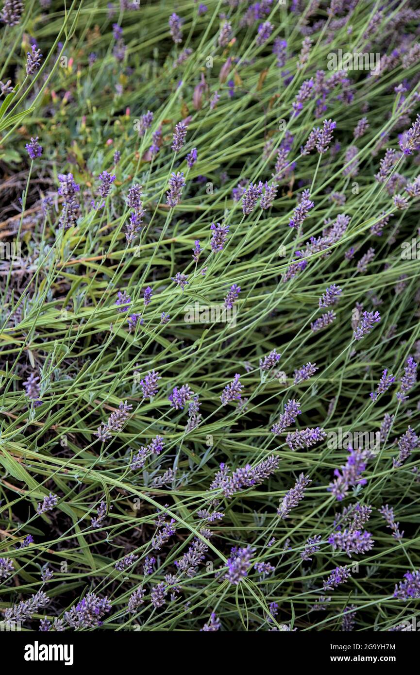 Lavender bush seen up close Stock Photo