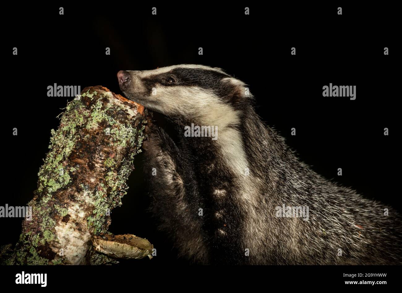 Close up of a wild, native badger at night, scientific name: Meles Meles, foraging on a Silver Birch tree stump for slugs and grubs.  Head resting on Stock Photo