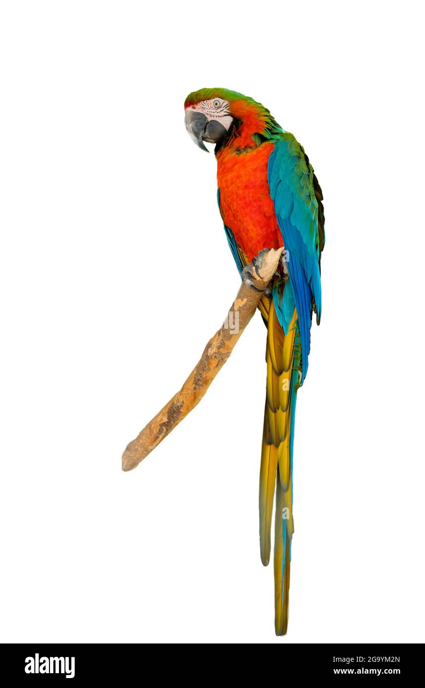 Harlequin macaw, beautiful green blue and red hybrid parrot with excellent bright colorful feathers from head to tail isolated on white background. Hi Stock Photo