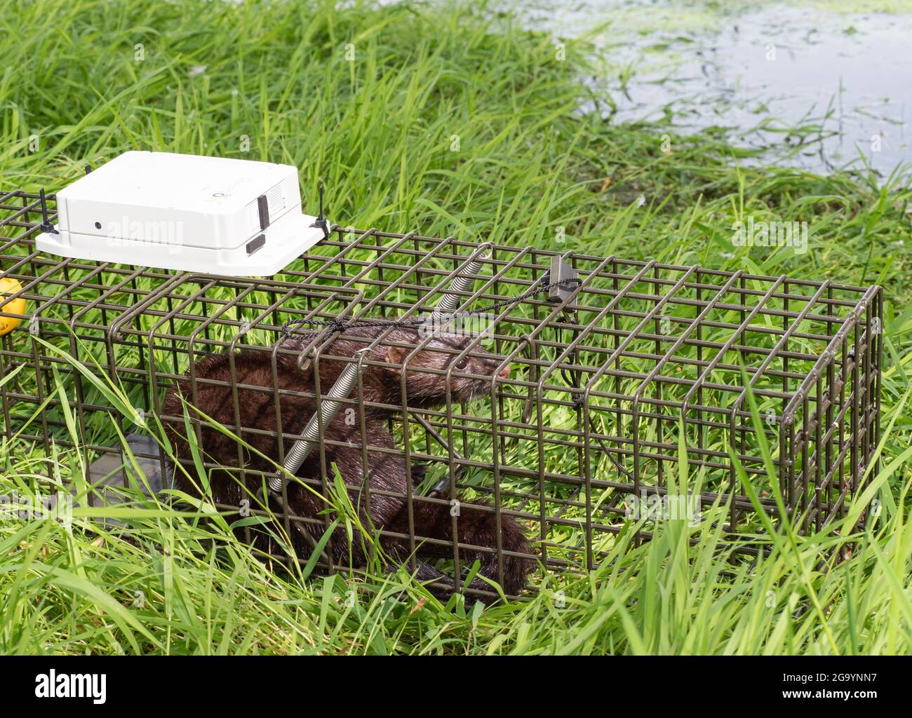 American Mink in a smart trap Stock Photo