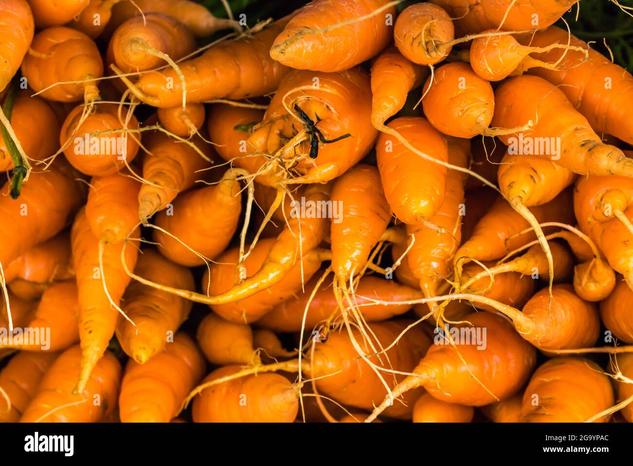 Carrots in a Vegetable Stall in Nuwara Eliya Sri Lanka Stock Photo