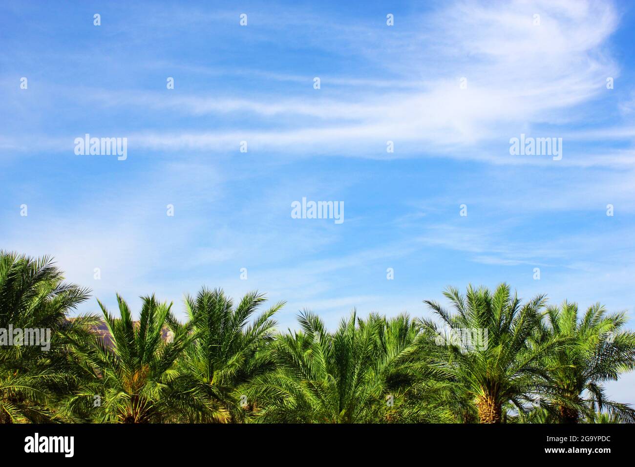 Palm tree on blue sky background Stock Photo - Alamy