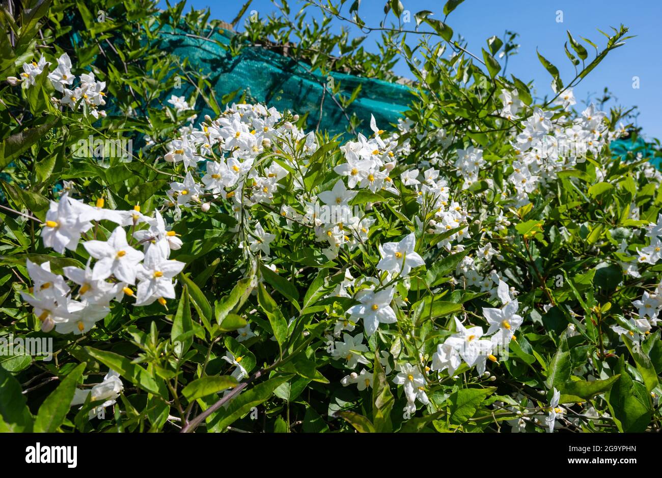 Jasmine Nightshade vine (AKA Potato Climber & Potato Vine, Latin: Solanum laxum, previously known as Solanum jasminoides) in Summer in the UK. Stock Photo