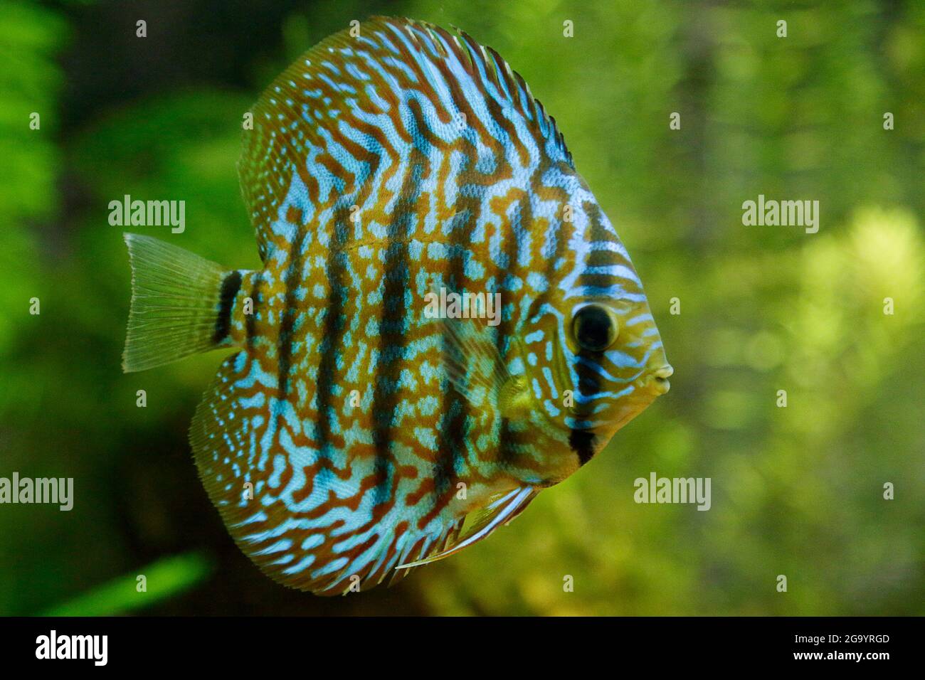 Symphysodon discus in a tropical aquarium Stock Photo