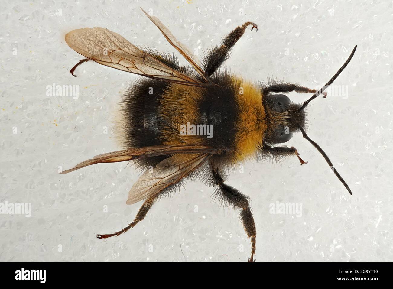 Die Hummeln (Bombus) Stock Photo