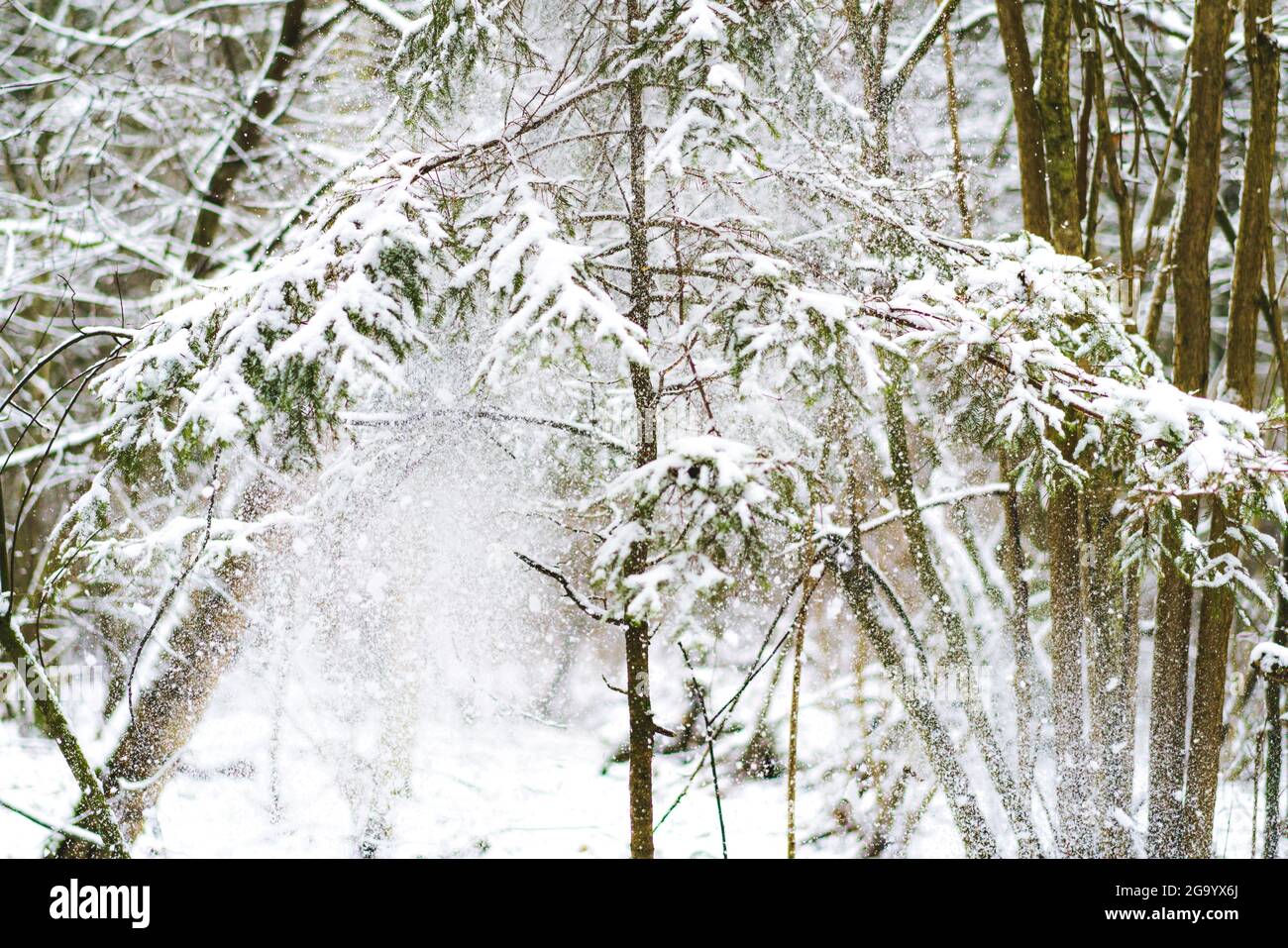 Small evergreen tree hi-res stock photography and images - Alamy