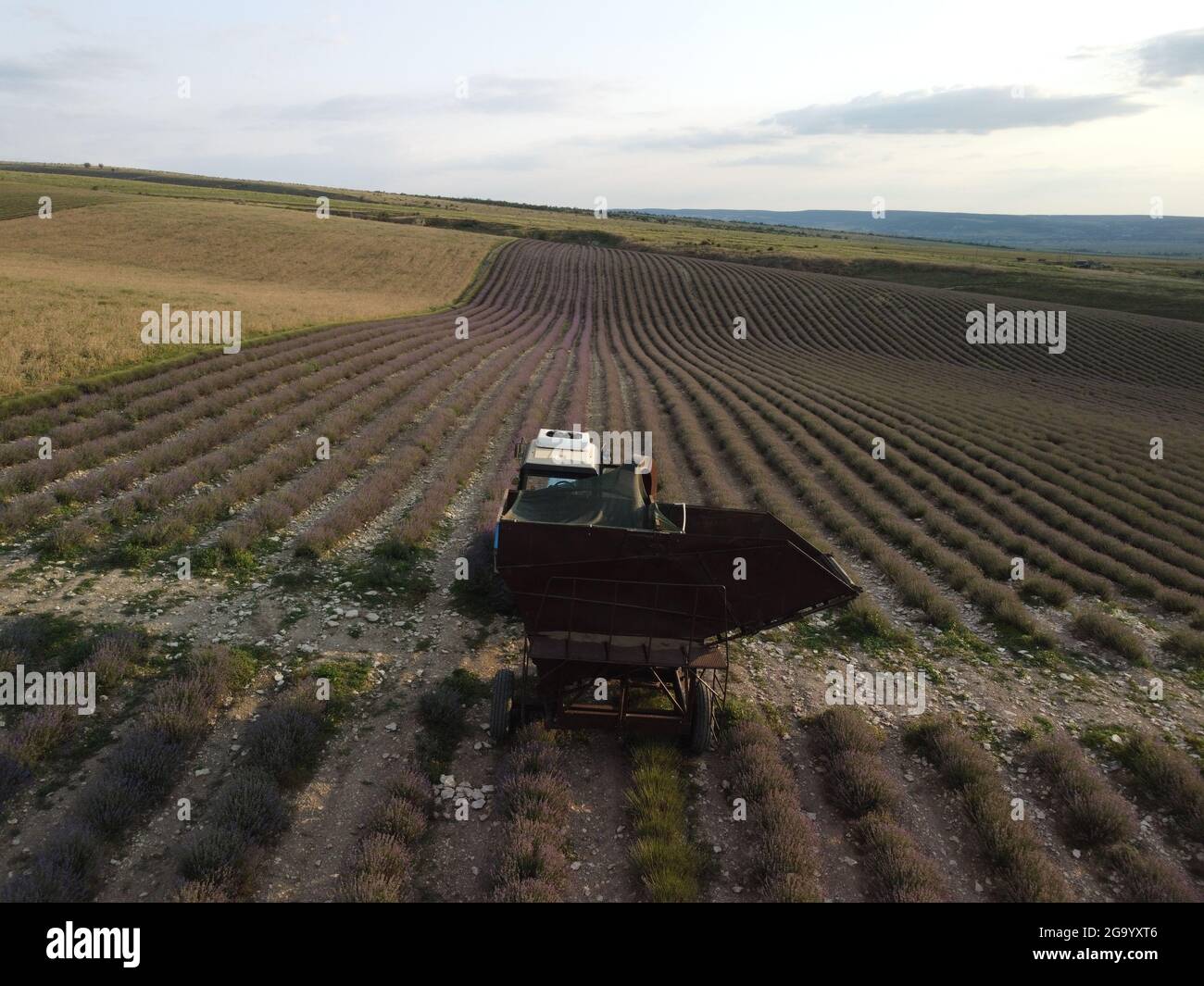 Aerial drone view of a tractor harvesting flowers in a lavender field. Abstract top view of a purple lavender field during harvesting using Stock Photo