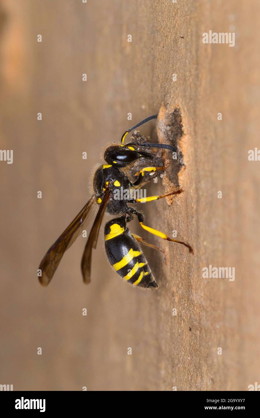 Potter wasp (Ancistrocerus nigricornis), female seals nesting tube with clay, Germany Stock Photo