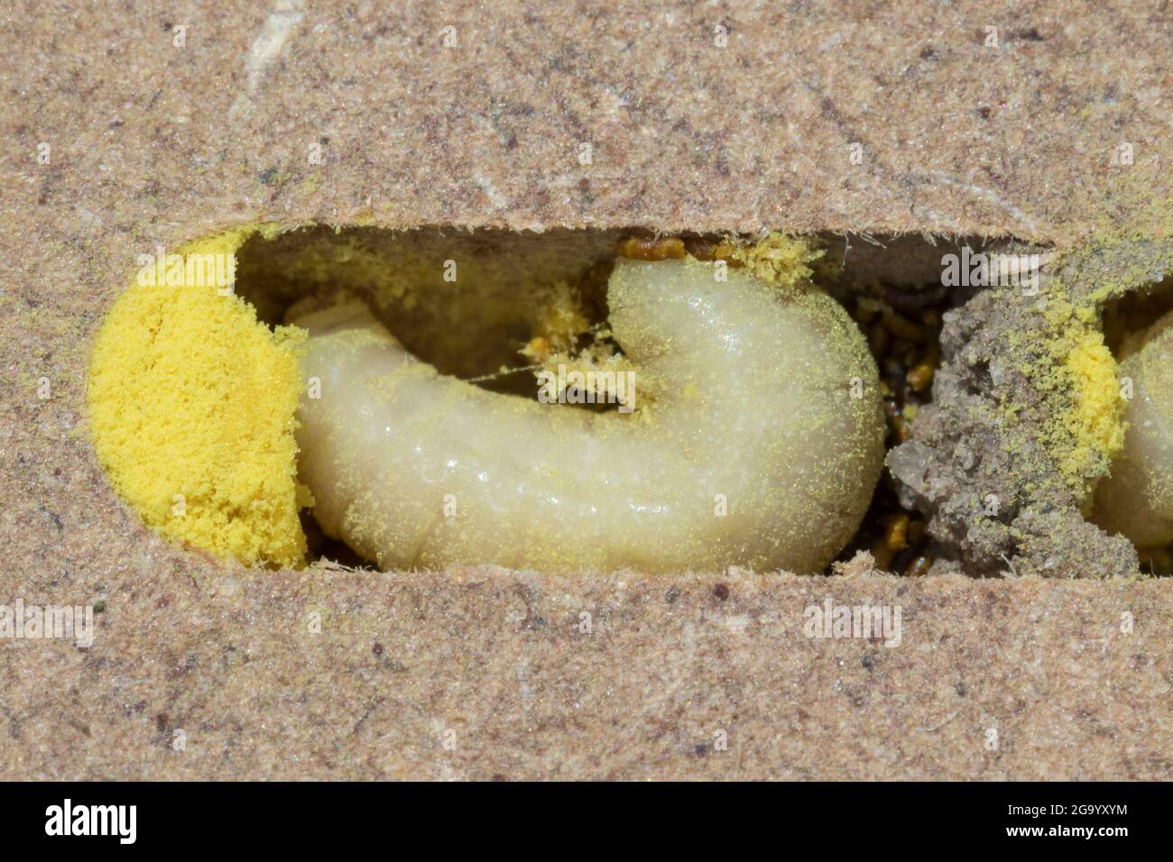 red mason bee (Osmia rufa, Osmia bicornis), five weeks old larva with pollen an divider in a nesting tube, series picture 6/9, Germany Stock Photo