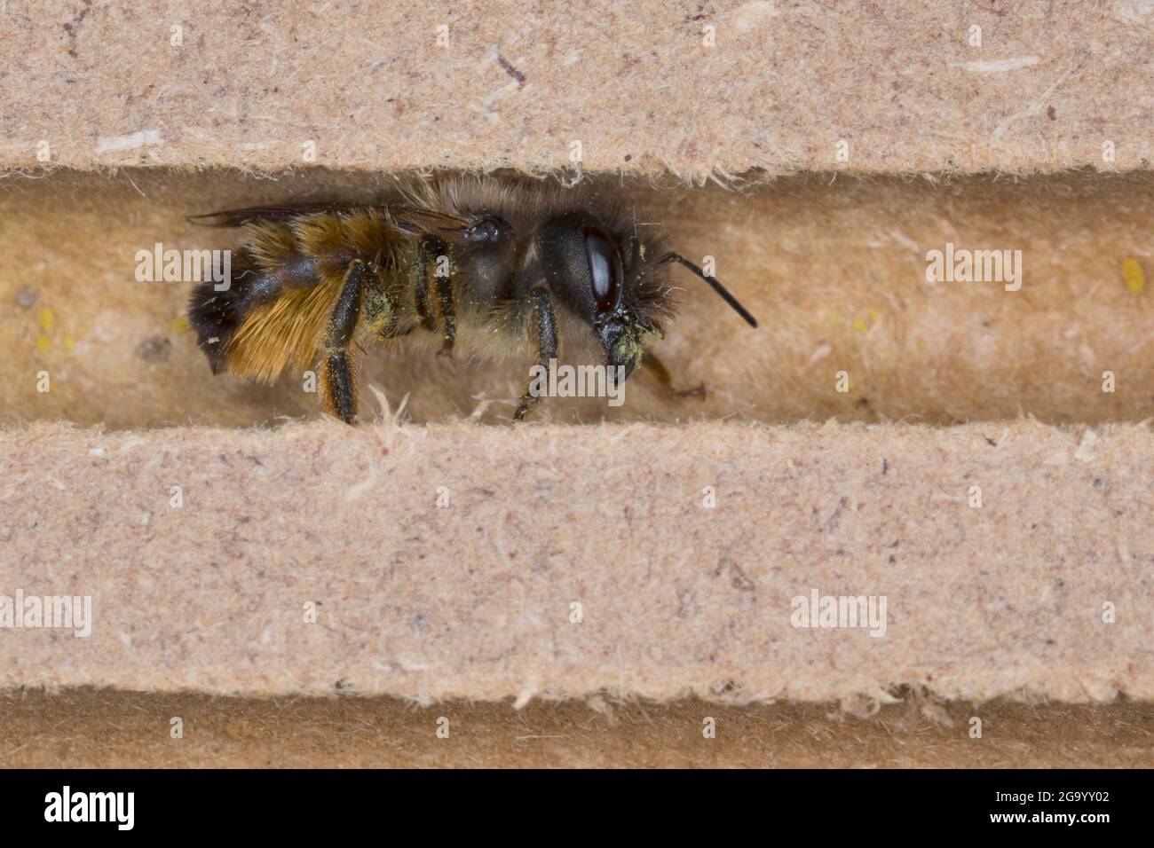 red mason bee (Osmia rufa, Osmia bicornis), female at nesting tube, series picture 1/9, Germany Stock Photo