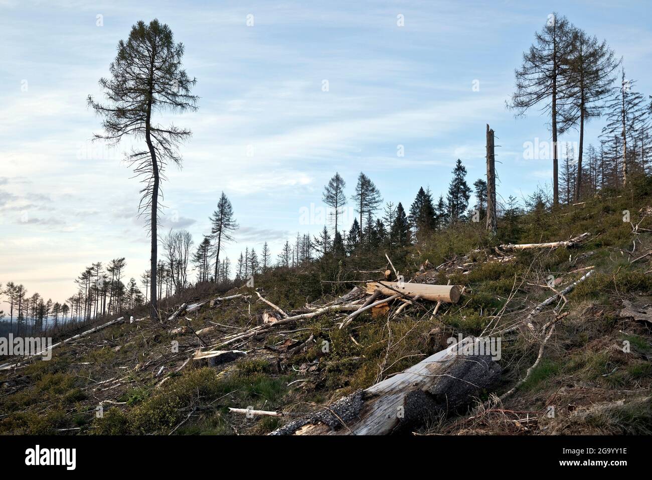 Norway spruce (Picea abies), forest dieback in the Egge Mountains, Germany, North Rhine-Westphalia, East Westphalia, Velmerstot Stock Photo