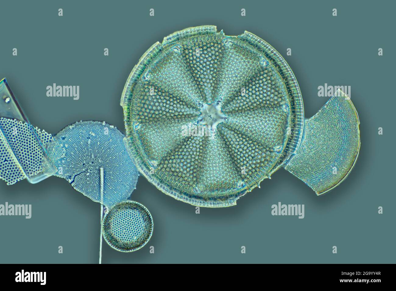diatom (Diatomeae), phase contrast MR image of a diatom, magnification x430 related to a print of 10 cm width, USA, Maryland, Dunkirk Stock Photo
