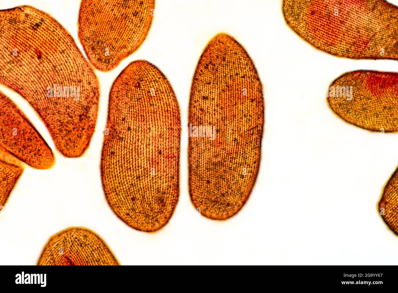 slipper animalcules (Paramecium spec.), light microscope image, the silvering shows typical structures unter the cuticula along the cilia, Stock Photo
