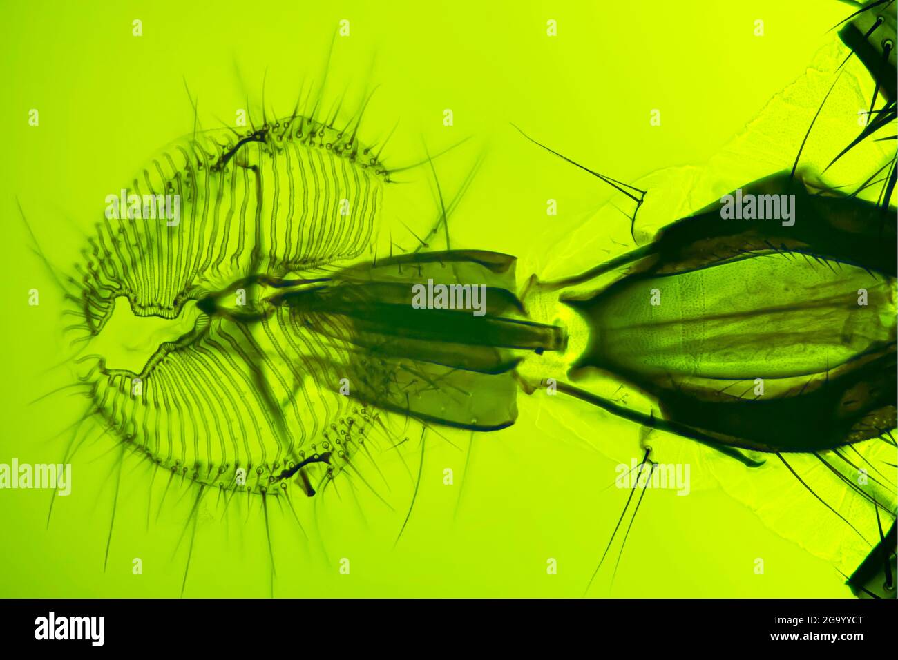 House fly (Musca domestica), mouthparts of a house fly (dark field, and DIC microscopy, UV light) Stock Photo