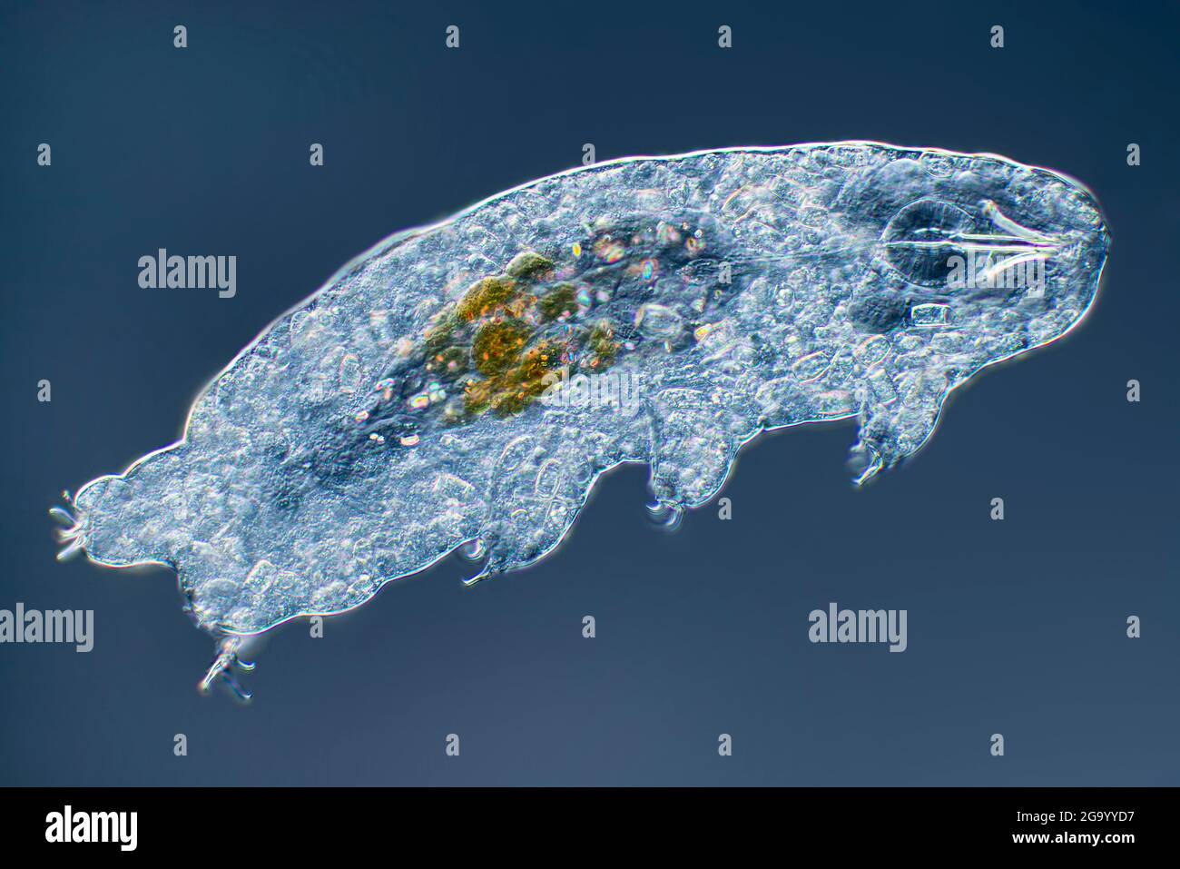 Water bears microscope hires stock photography and images Alamy