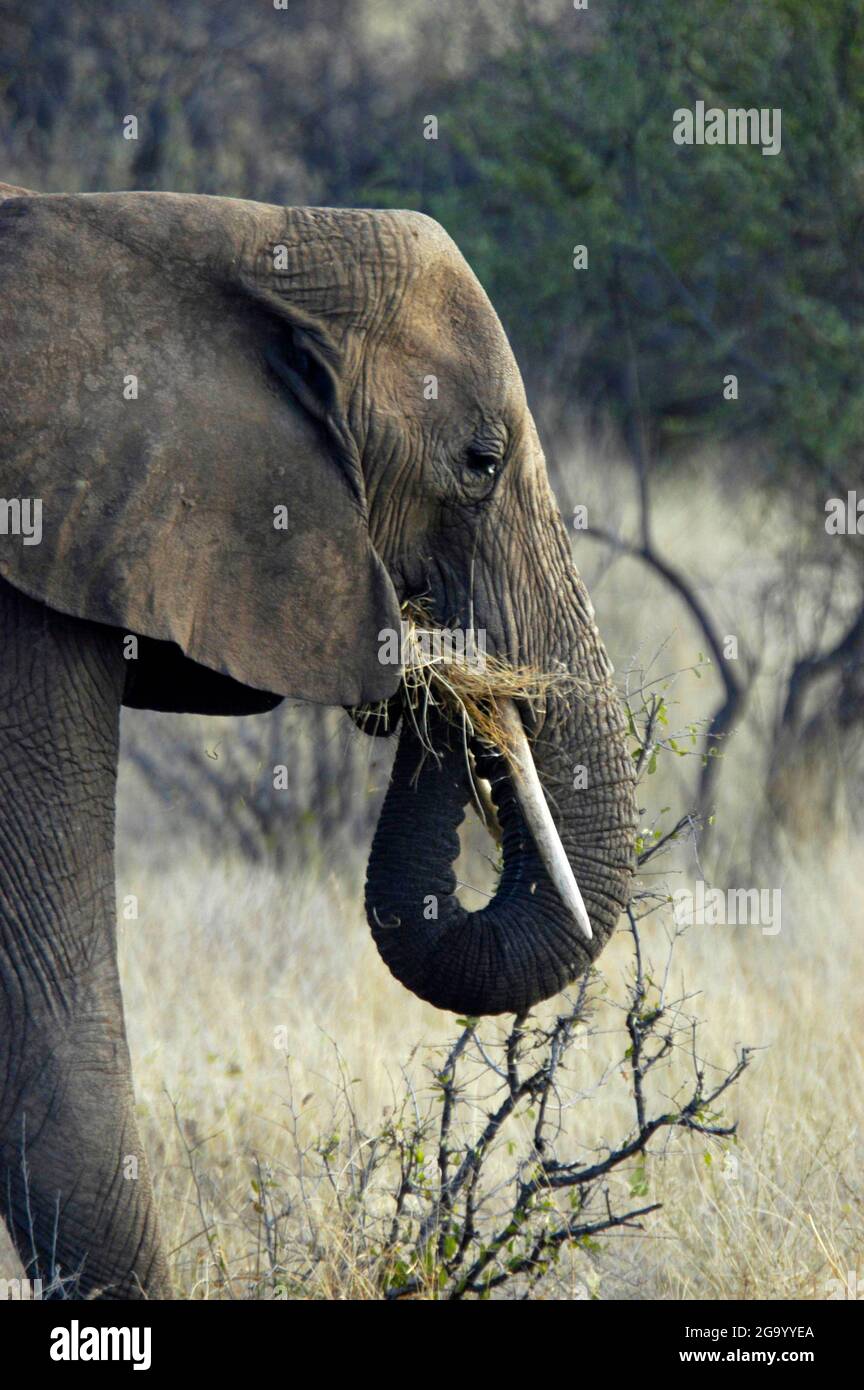 African elephant (Loxodonta africana), portait while feeding, Tanzania Stock Photo