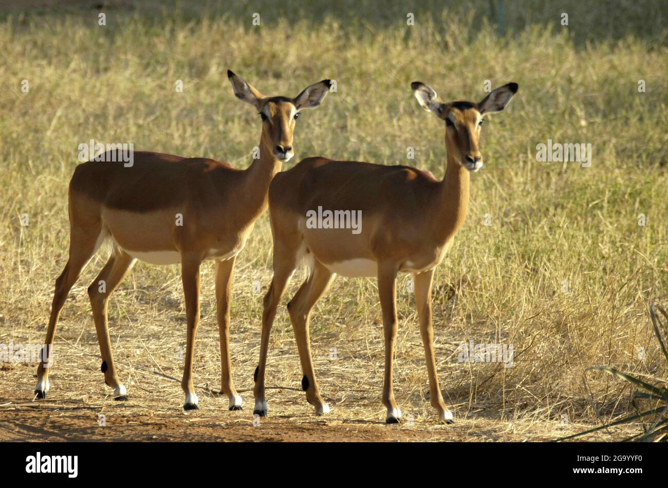 impala (Aepyceros melampus), two females, Tanzania Stock Photo