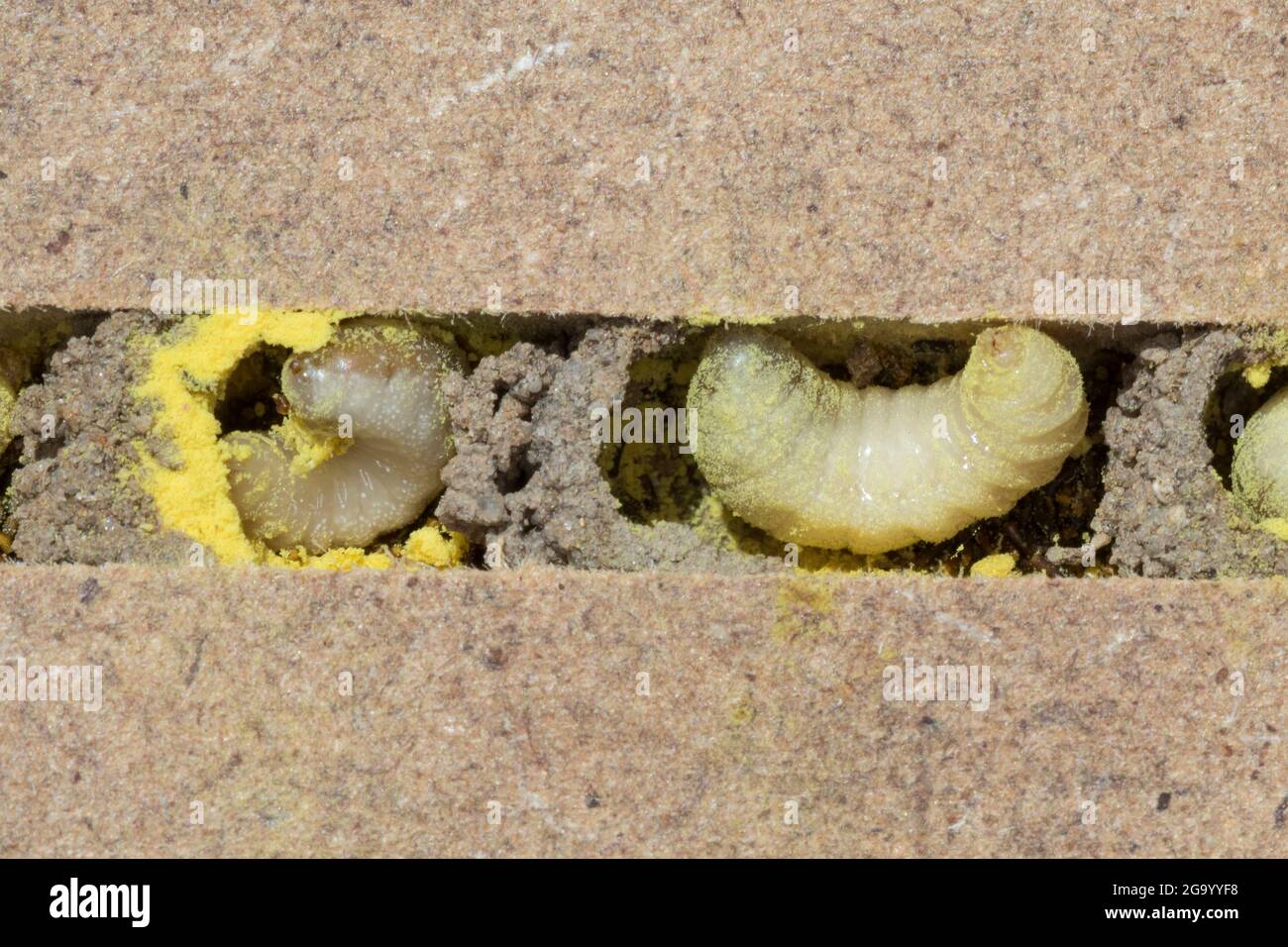red mason bee (Osmia rufa, Osmia bicornis), five weeks old larva with pollen an divider in a nesting tube, series picture 6/9, Germany Stock Photo