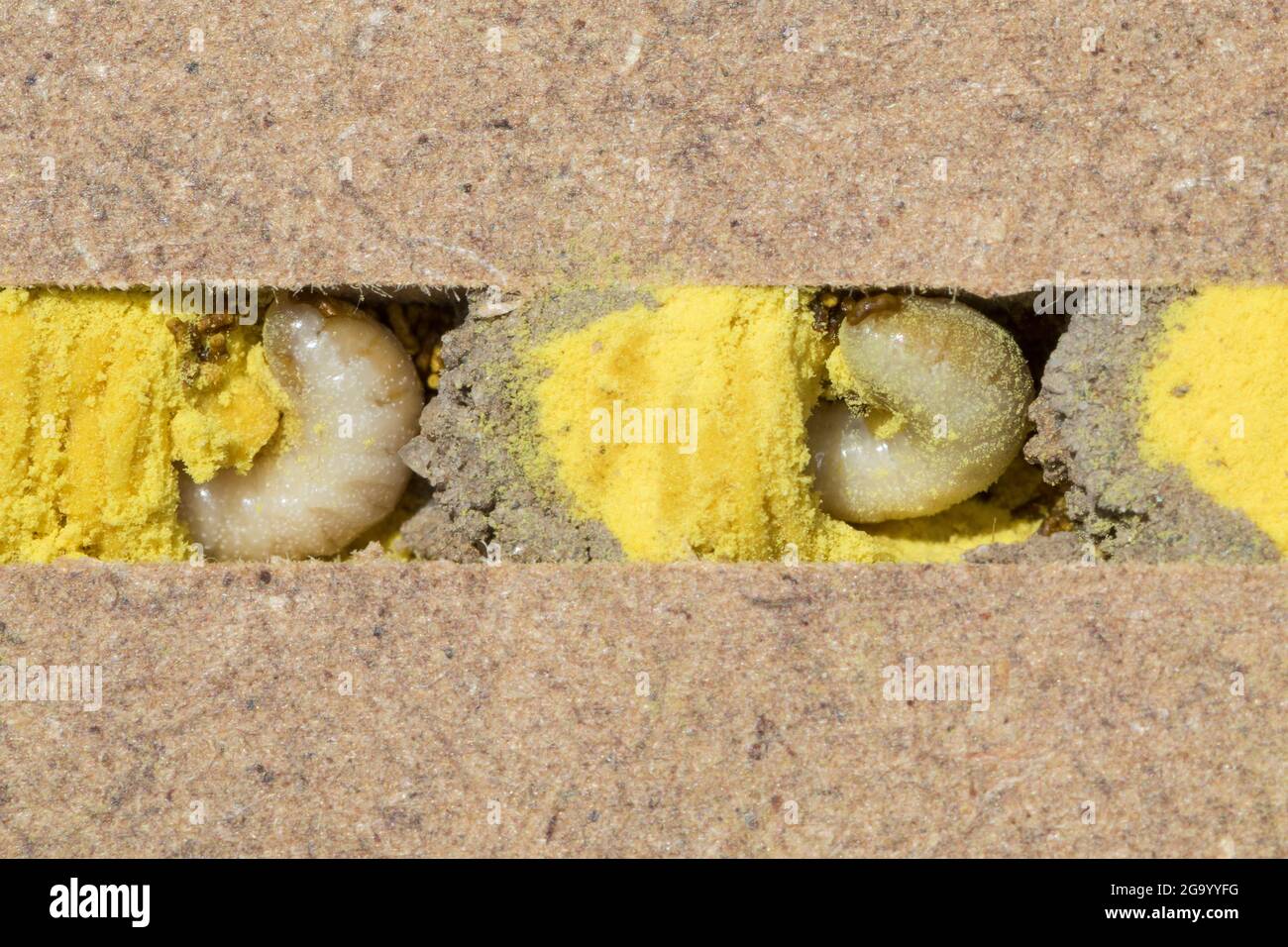 red mason bee (Osmia rufa, Osmia bicornis), four weeks old larva with pollen an divider in a nesting tube, series picture 5/9, Germany Stock Photo