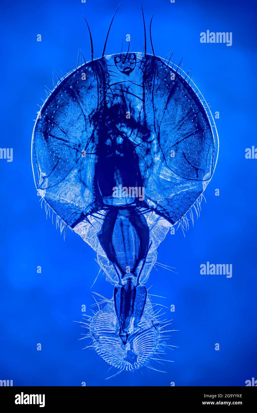 House fly (Musca domestica), head and mouthparts of a house fly (dark field, and DIC microscopy, UV light) Stock Photo