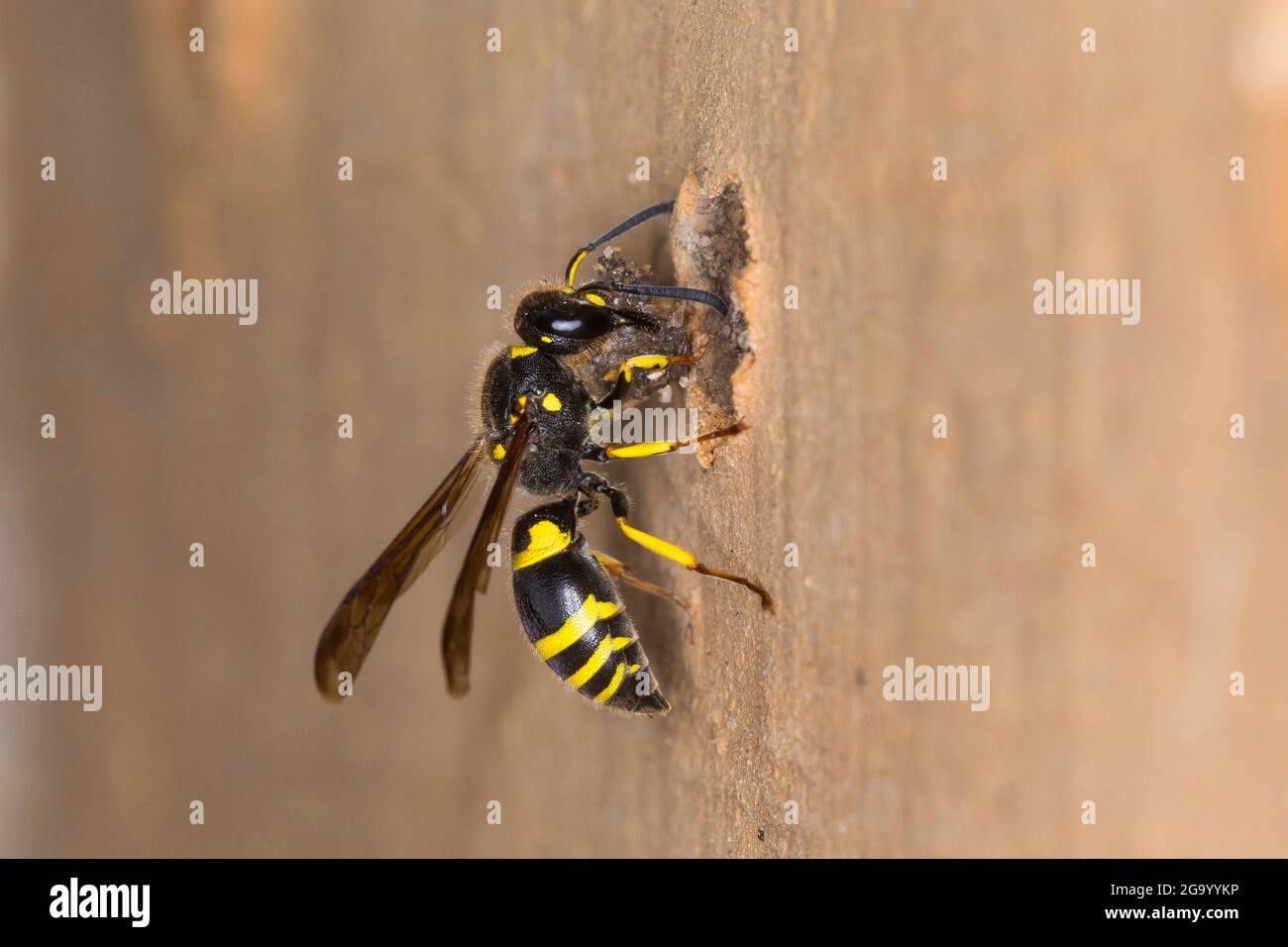 Potter wasp (Ancistrocerus nigricornis), female seals nesting tube with clay, Germany Stock Photo