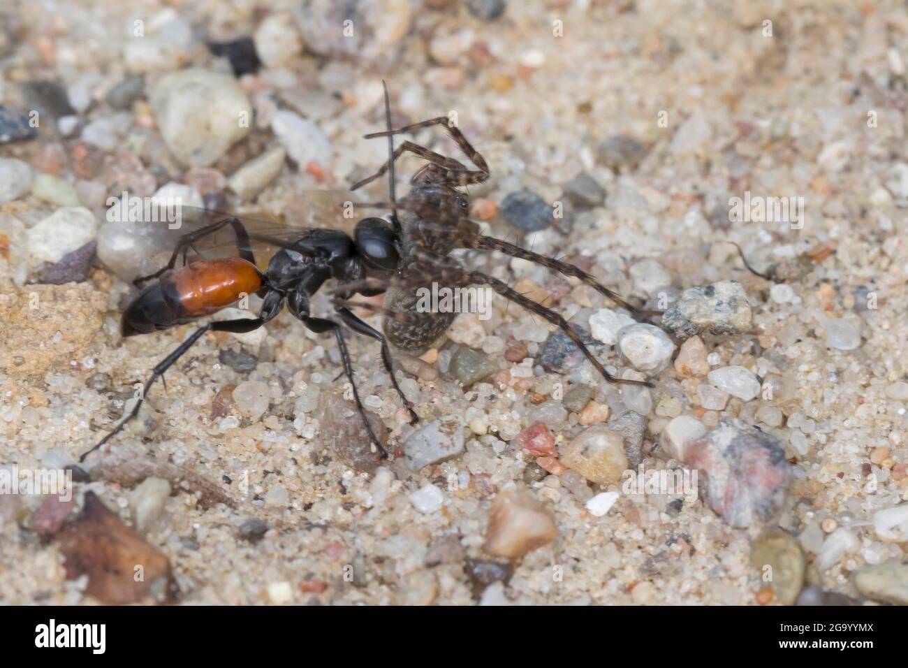 spider wasp (Arachnospila spec., ), with caught spider, Germany Stock Photo