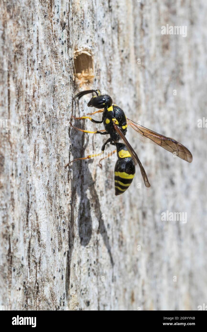 Tube-nesting wasp, Figwort Mason-wasp (Symmorphus gracilis, Symmorphus elegans), at the nest, Germany Stock Photo