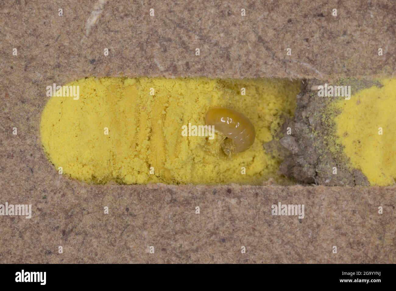 red mason bee (Osmia rufa, Osmia bicornis), some days old larva with pollen an divider in a nesting tube, series picture 4/9, Germany Stock Photo