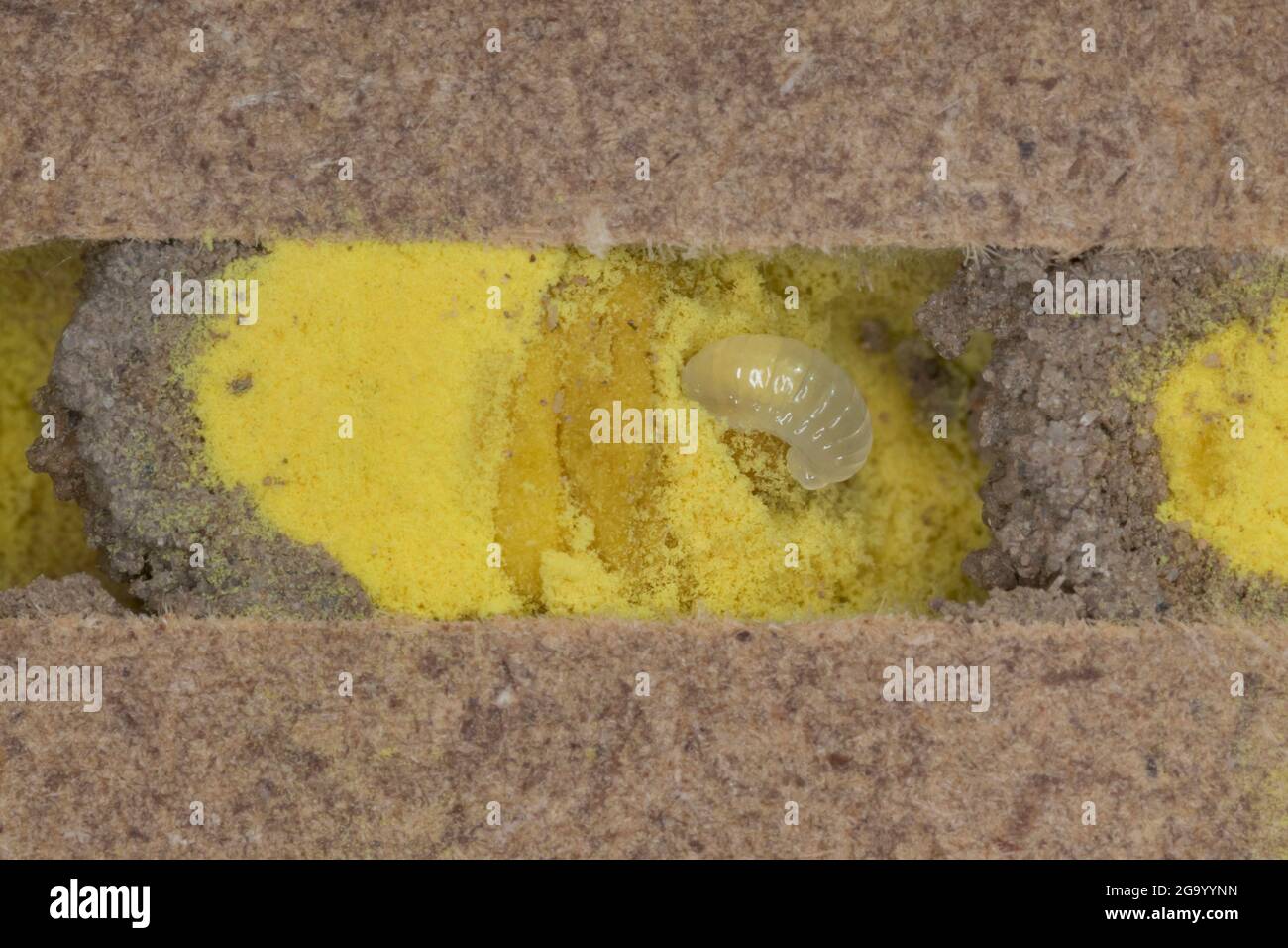 red mason bee (Osmia rufa, Osmia bicornis), just hatched larva with pollen an divider in a nesting tube, series picture 3/9, Germany Stock Photo